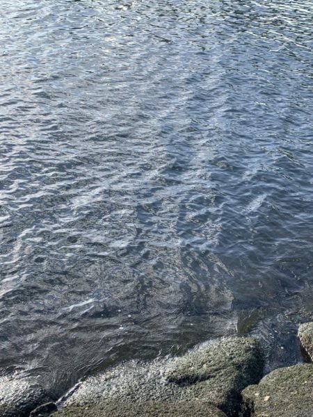 朝マヅメサゴシ