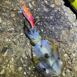 秋🦑　中々サイズが出ない😅