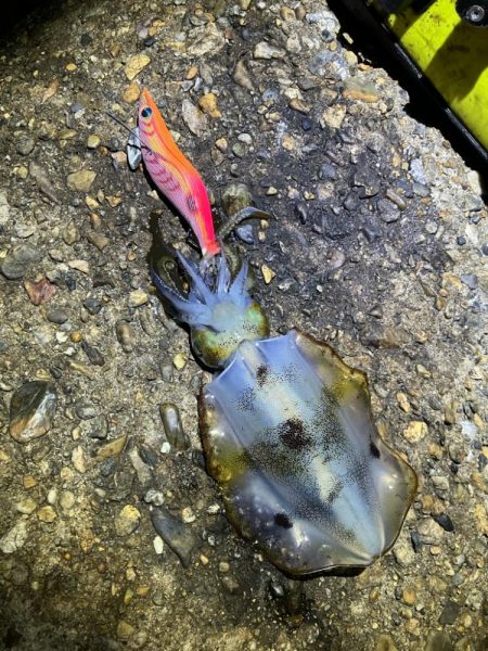 秋🦑　中々サイズが出ない😅