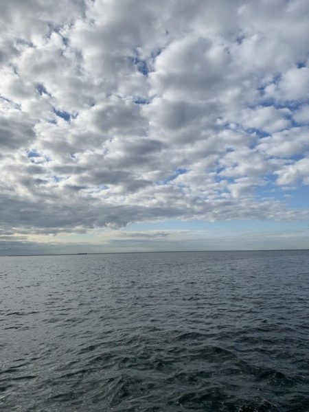 朝マヅメサゴシ