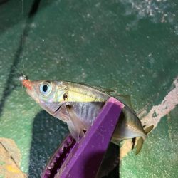 干潮潮止まりの悶絶アジング