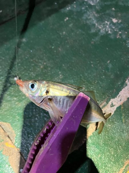 干潮潮止まりの悶絶アジング