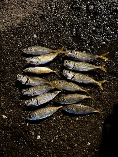 ちょい投げどアジング