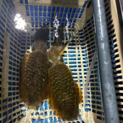 ティップラン和歌山