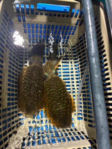 ティップラン和歌山