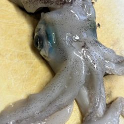 アオリイカ釣りに