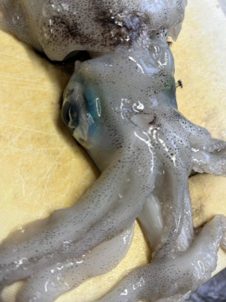 アオリイカ釣りに