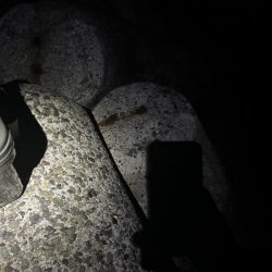 たまに釣れるお魚