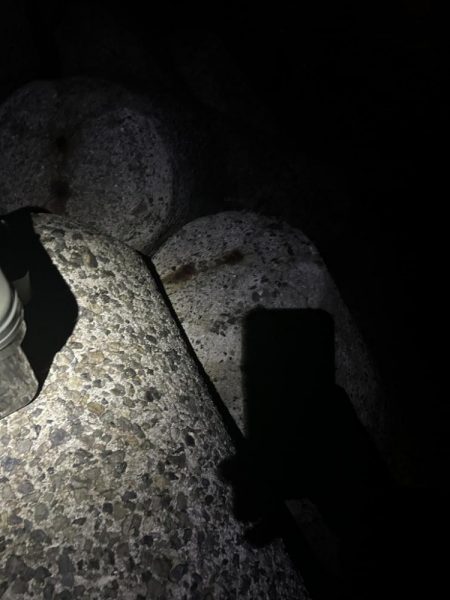 たまに釣れるお魚