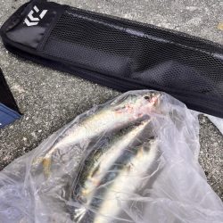 サバが沸いていた