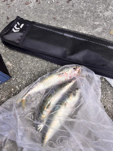 サバが沸いていた