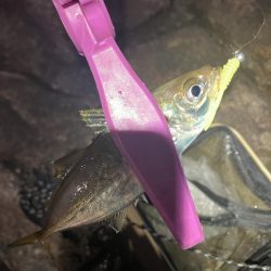 潮とひらめっこの悶絶アジング