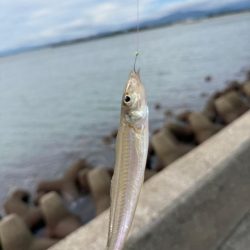 落ちギス狙いに