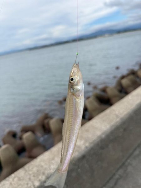 落ちギス狙いに