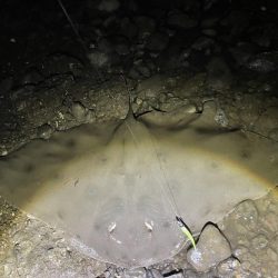 ツバクロエイ？