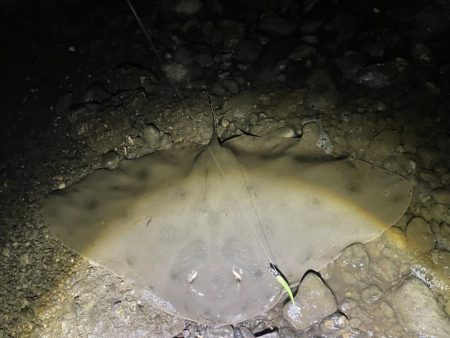 ツバクロエイ？