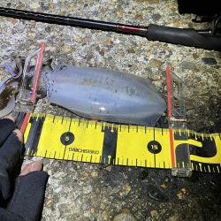 秋🦑　タコに注意！