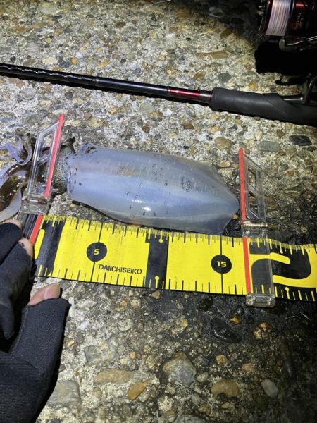 秋🦑　タコに注意！