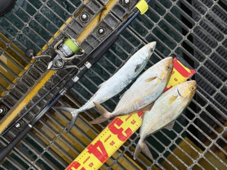 シオ、よく引きました