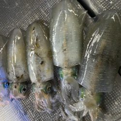 和歌山ティップラン