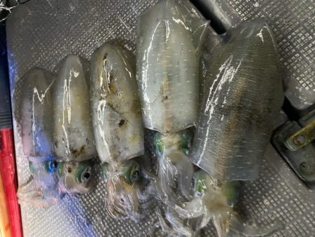 和歌山ティップラン