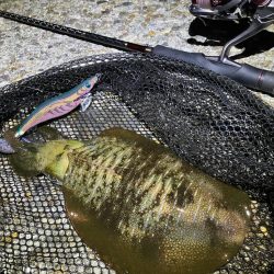 秋🦑 中々サイズが伸びない😅