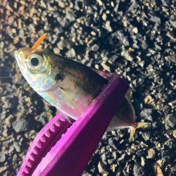 癒しの豆アジングは続く