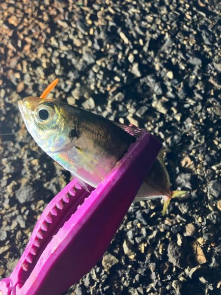 癒しの豆アジングは続く