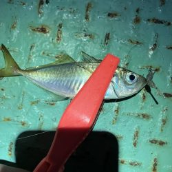 底見え干潮でもアジング