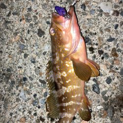 夜の短時間エギング