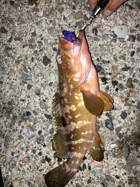 夜の短時間エギング