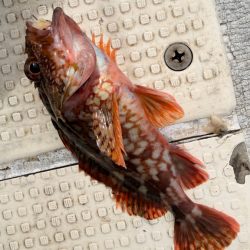 カワハギ/カワハギ仕掛け