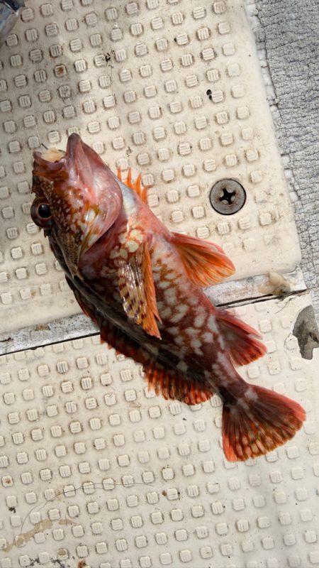 カワハギ/カワハギ仕掛け