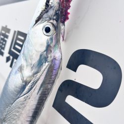 タチウオ/タチウオテンヤ