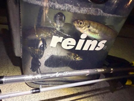 鯵道5Ｇ鱗付け！