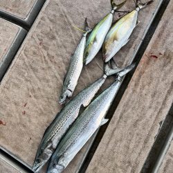 サワラカッター地獄