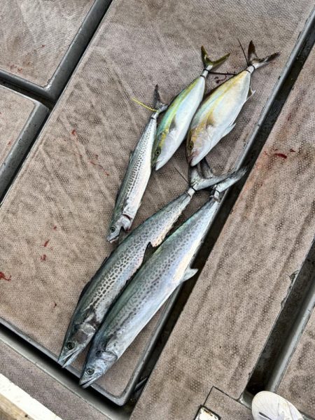 サワラカッター地獄