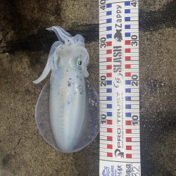 アオリがやっとツー抜き