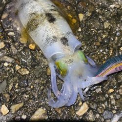 アジとアオリイカ