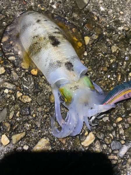 アジとアオリイカ