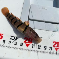 シロギスタ:陸っぱりカワハギ12尾