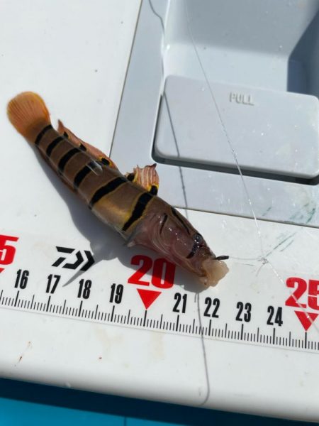 シロギスタ:陸っぱりカワハギ12尾