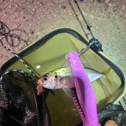 ドリフト豆アジング