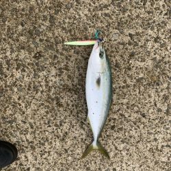 久しぶりのハマチ