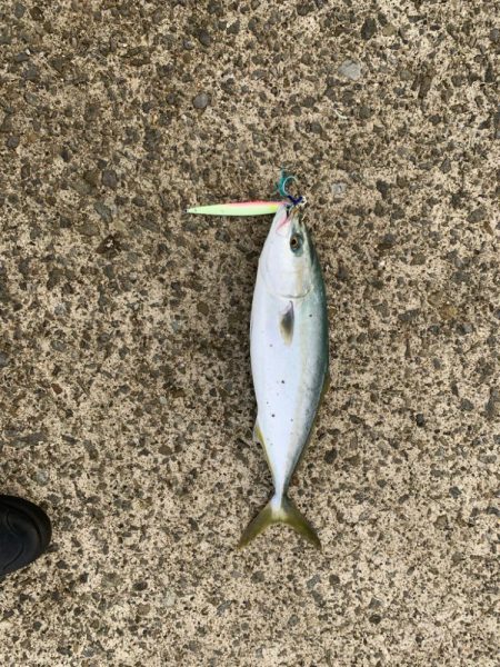 久しぶりのハマチ