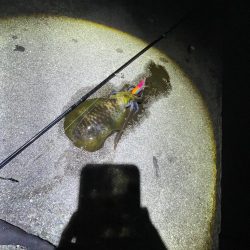 夜エギング好調〜