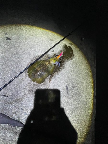 夜エギング好調〜