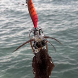 エギングまだまだ釣れます