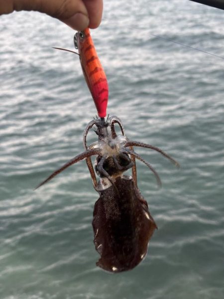 エギングまだまだ釣れます