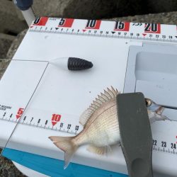 隙間時間のシロギスタ